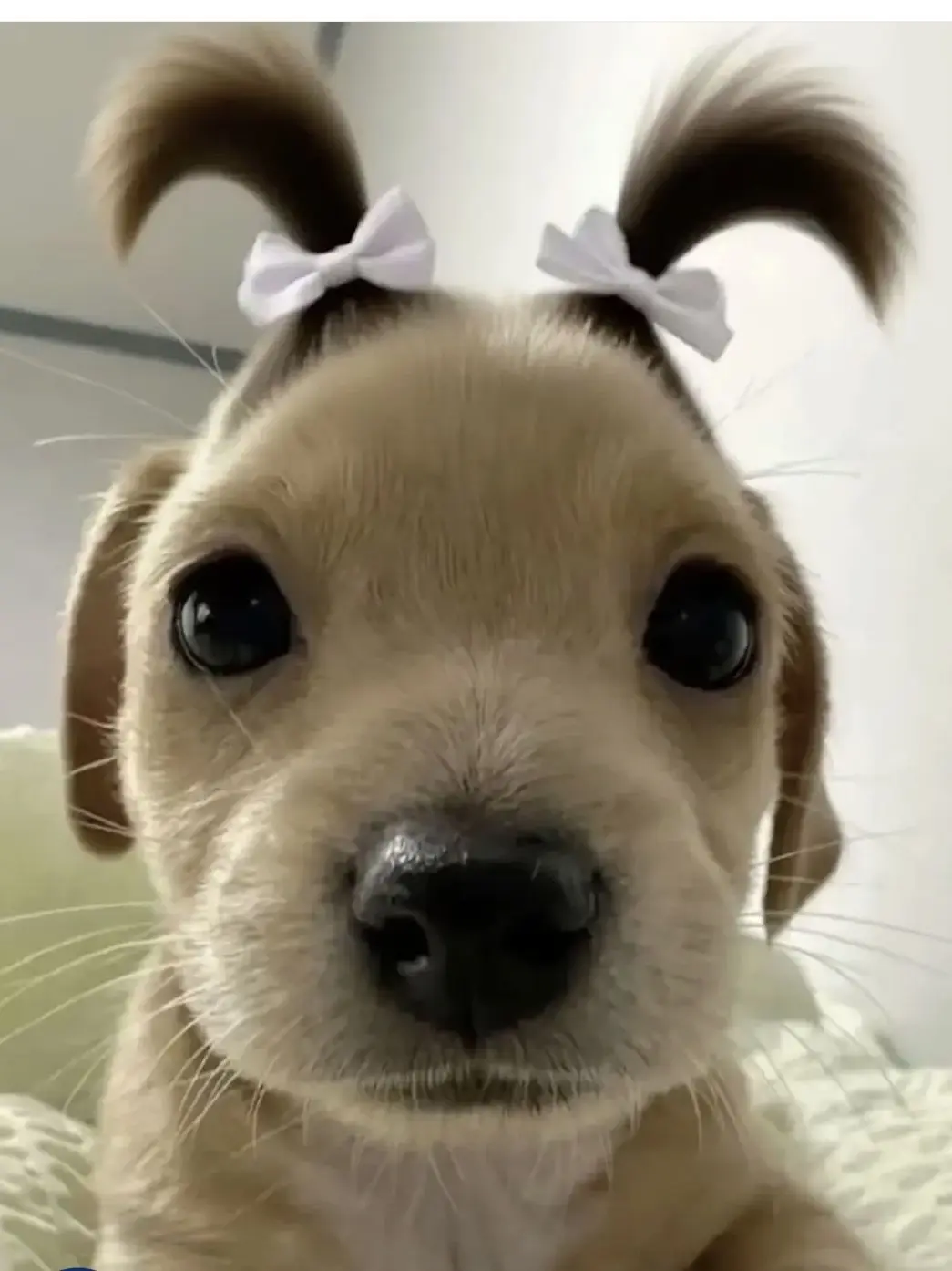 ThickBarb9863의 남친한테 배 아픈척하고 반응보기