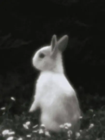IdleWagon1565의 The Start of a Ruined Love