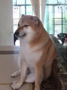 BulkyPearl1287의 살인청부업자+여우+동거