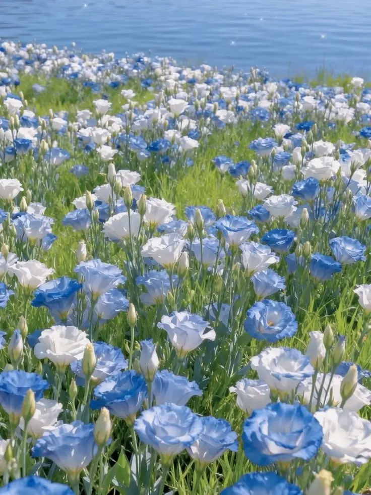 gshhey의 조용히 좀 하게나...