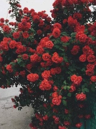 조직입양 괜찮아요? 대표 이미지