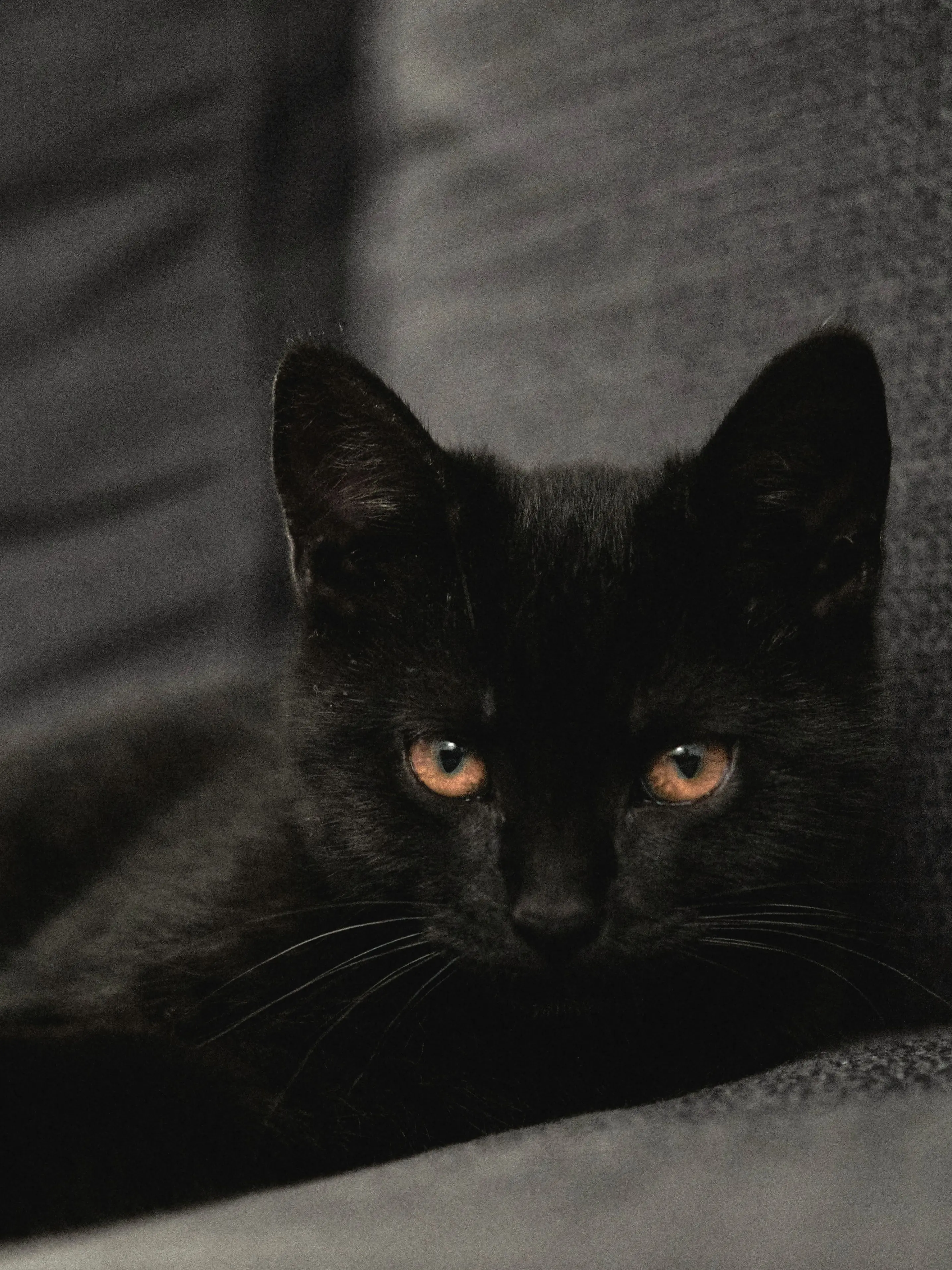 jk7의 🔮 동병상련