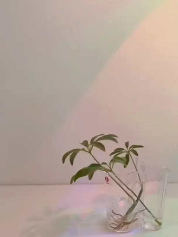 Doah_의 내최애 크루들의 수학여행((여우있))