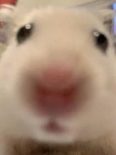 MalePika1273의 미니특공대 {{user}}이 상처받음