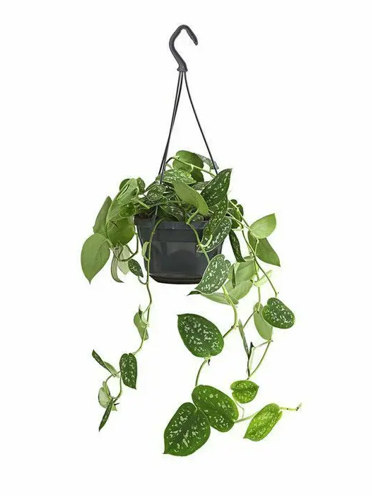 Myang6767의 I love plants