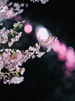 ChillyPotoo9826의 照らして