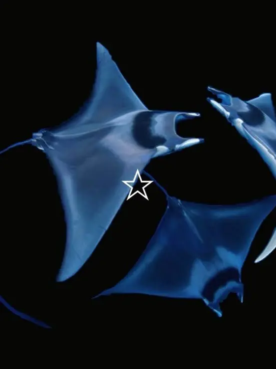 ScaredTime8003의 愛想のない君は化け猫。