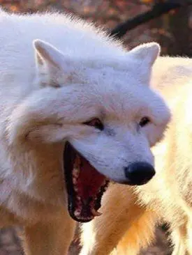 shuding-279의 꿈의악마 + 늑대