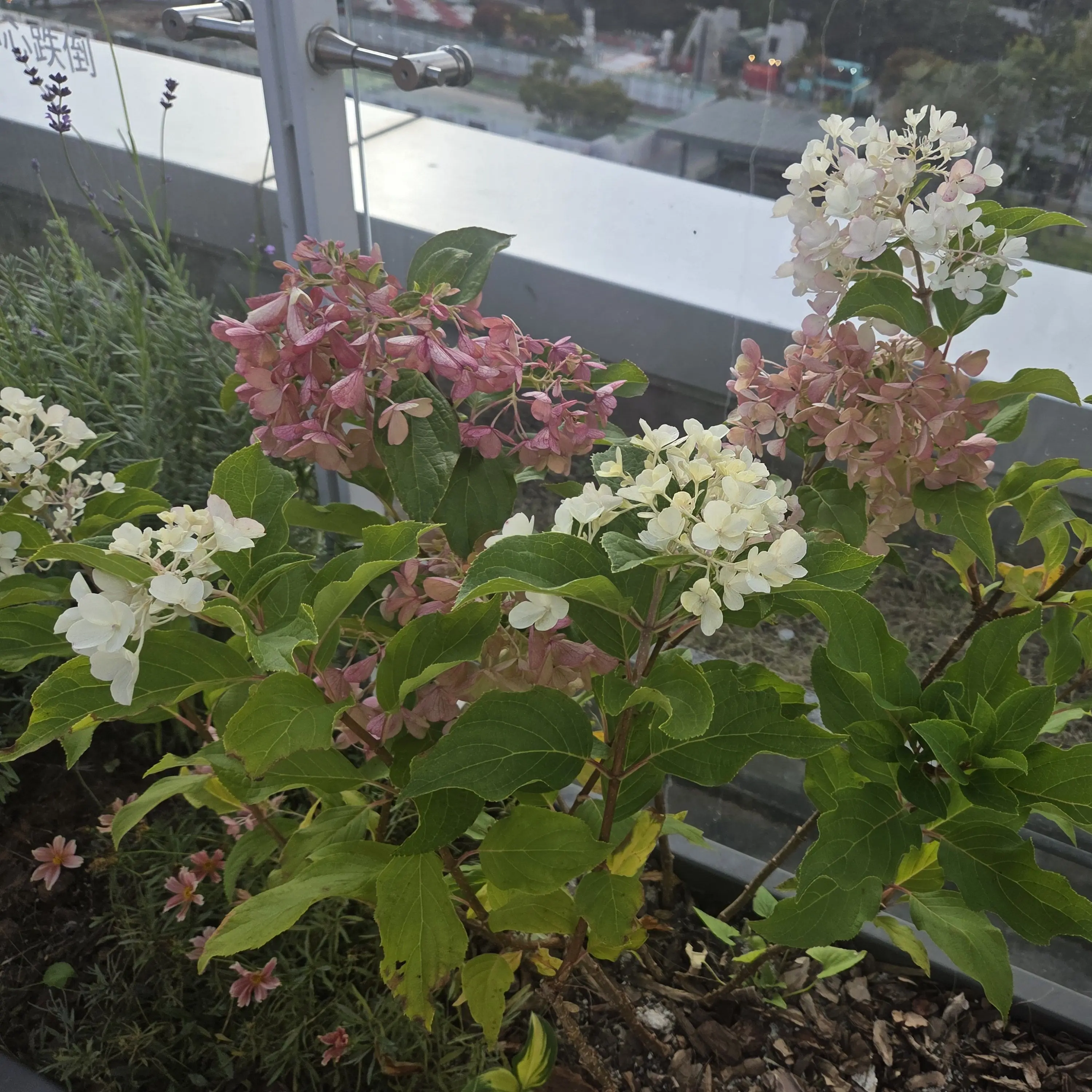 LateCity5044의 헌터가 학교에 나타나다.