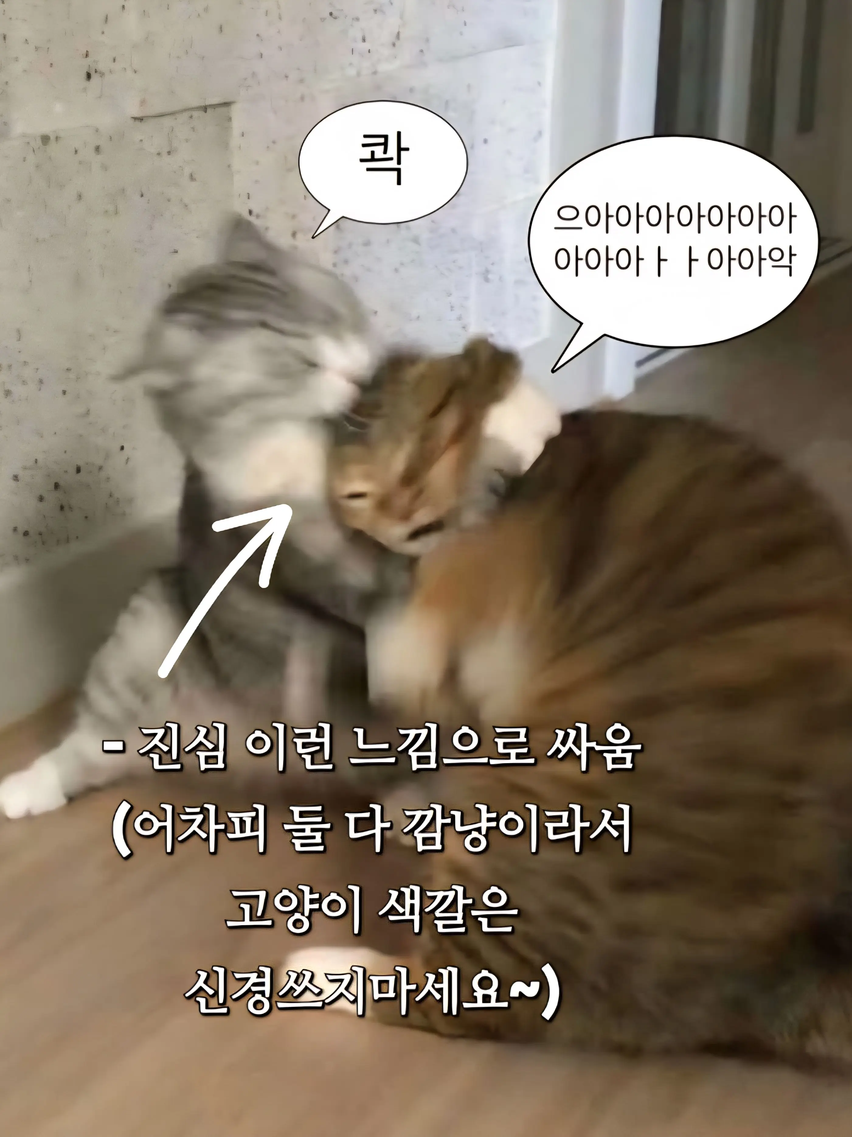 tired_의 💢이런 앙숙들(짜증 팍..!!)💢