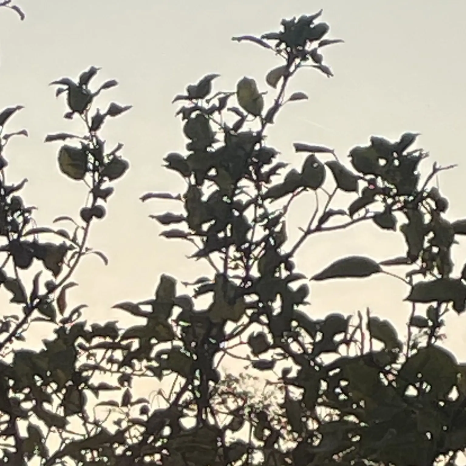 HardMucus0939의 발달된 도시 속, 가장 힘 쎈 남자.