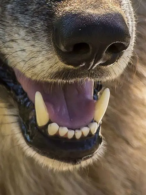 2283의 獣女