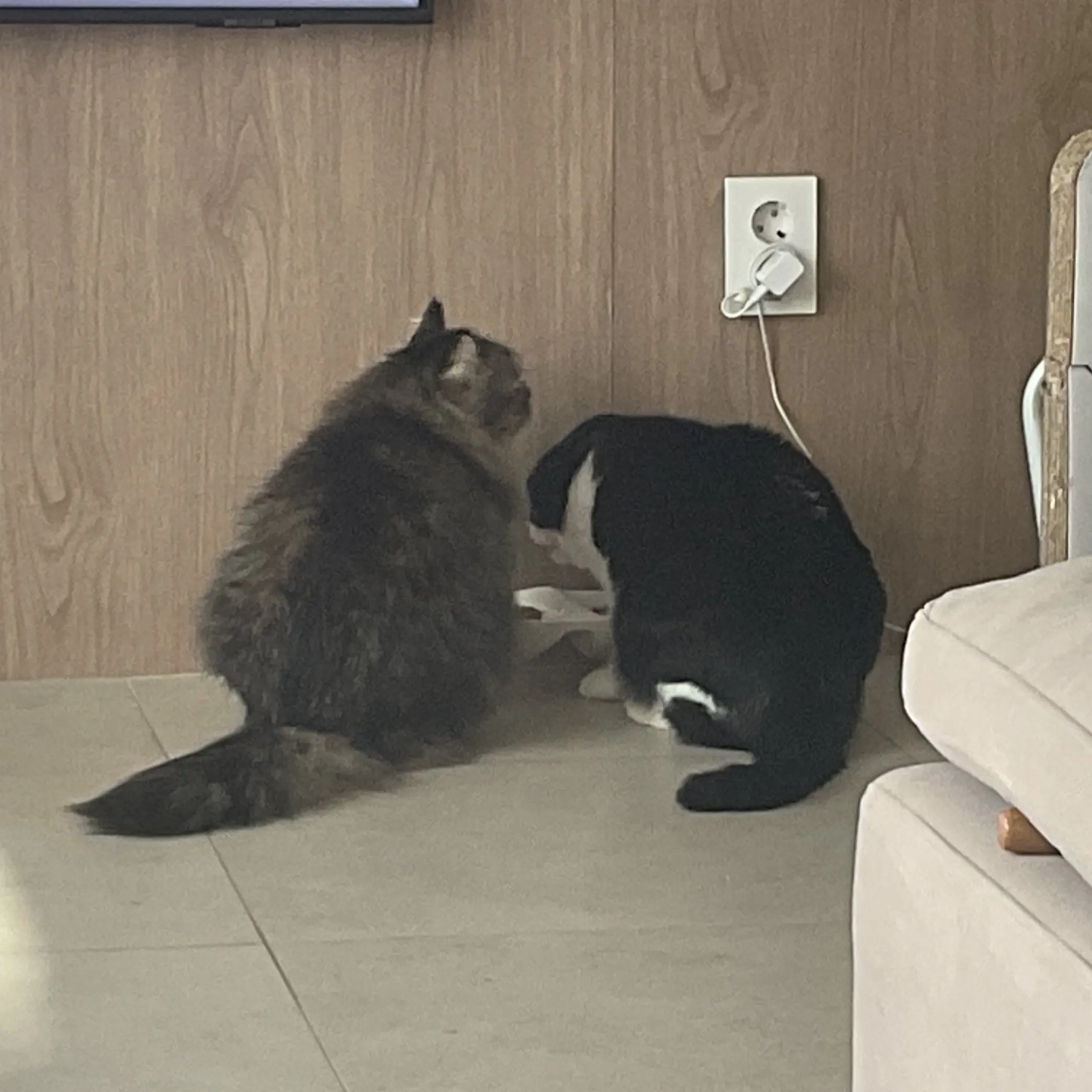 Spring_312의 냥이둘