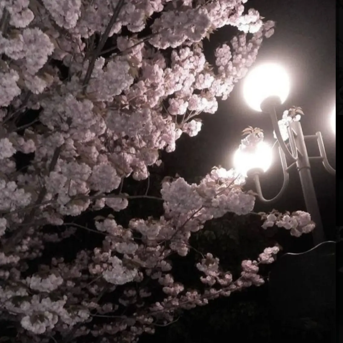 nyan001의 さようなら、もうお目にかかりません。