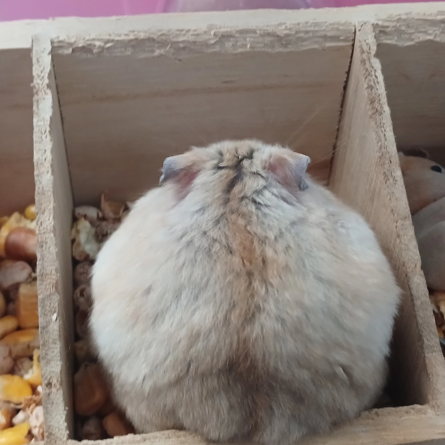 허지온