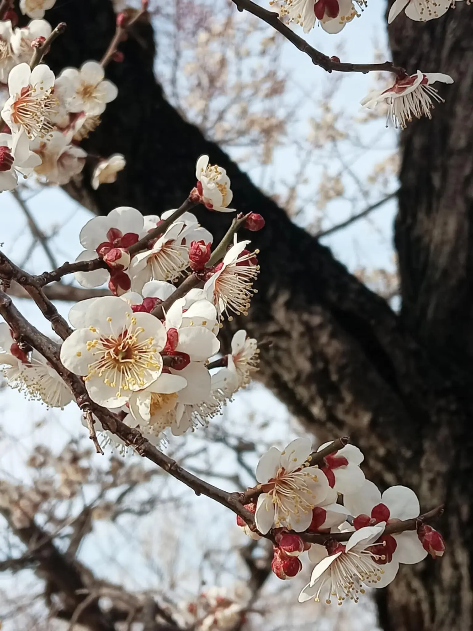 acerola_jelly의 貴方にまた会える日を…