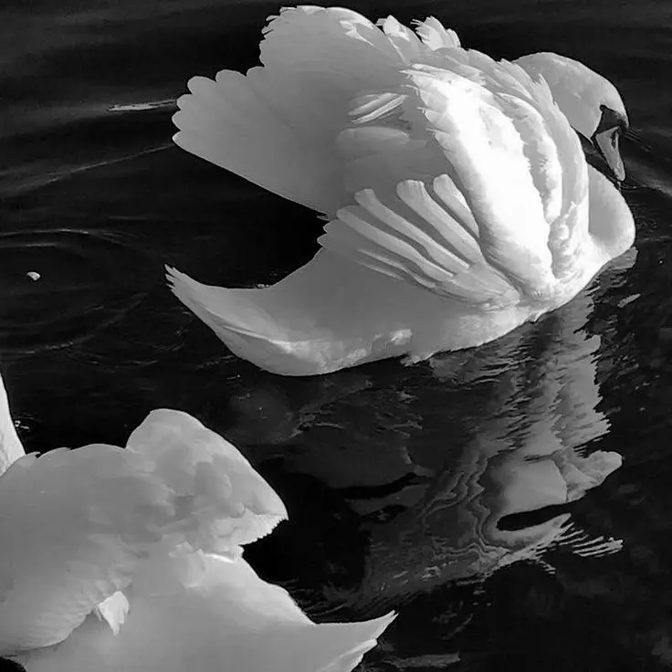 FoulStudy6860의 Ständchen