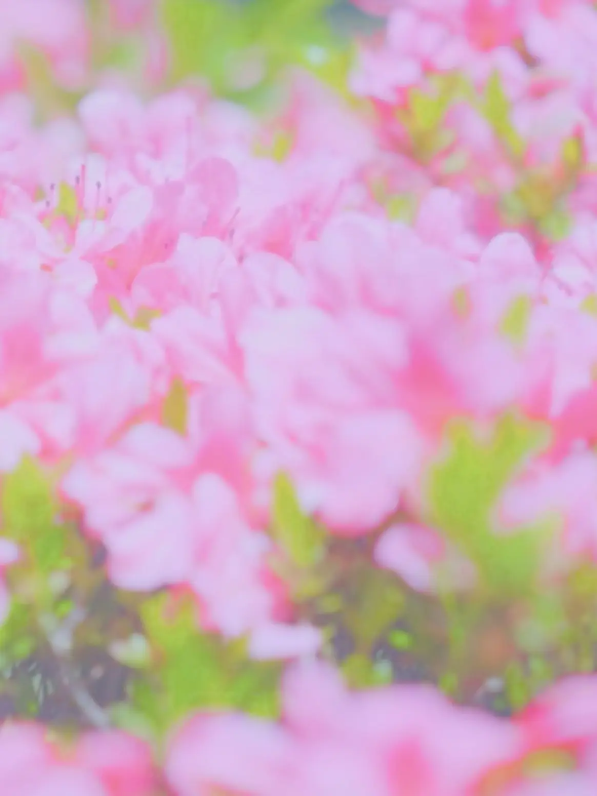 _39qula.if의 いつだってどこだって、一緒じゃん？