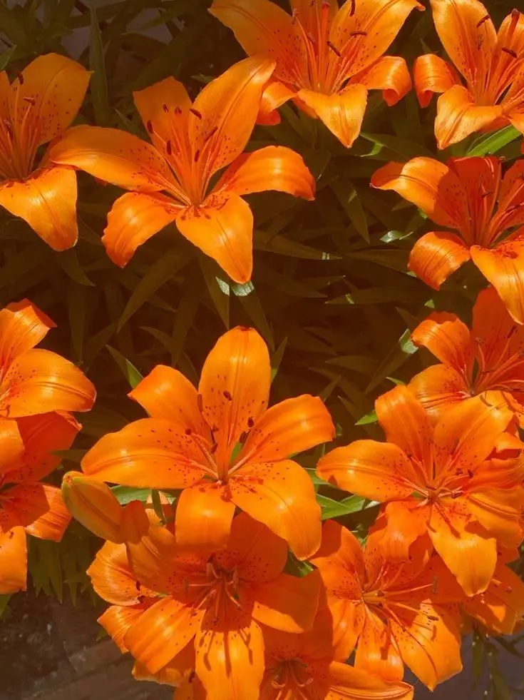 dpxnp의 코드네임: Mirage