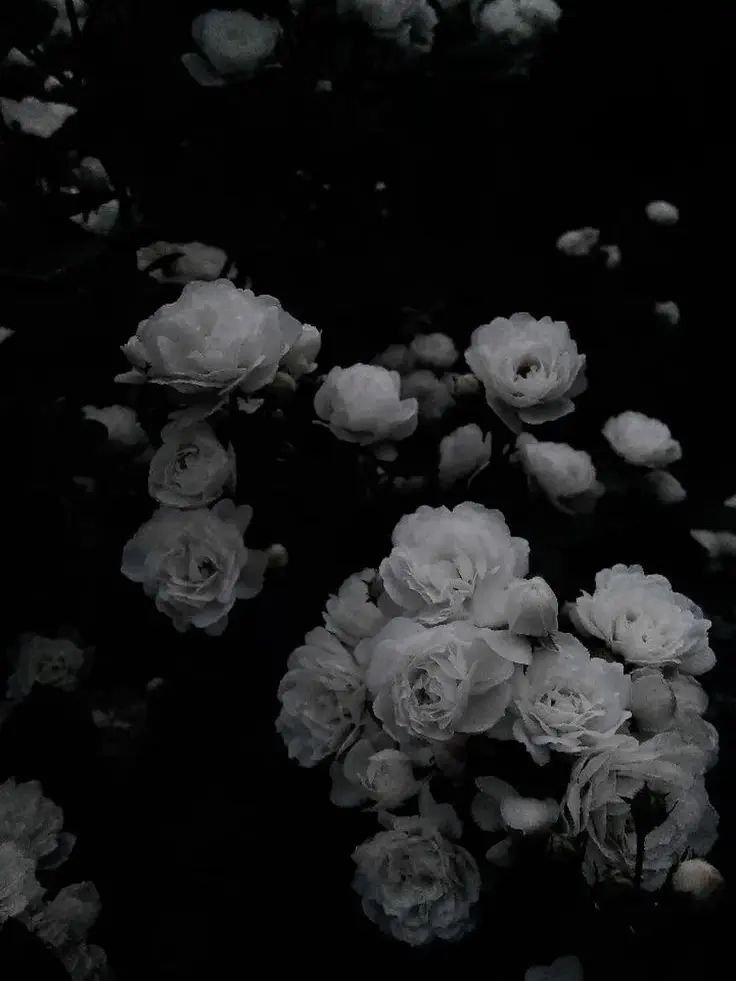 j.sb.c의 夜の歌舞伎町 ．
