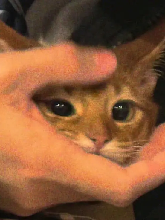 Gross0309의 時に野良猫。時に飼い猫