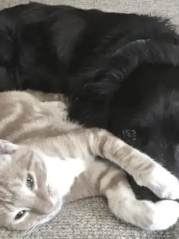 visualize__wuxian의 Cats and Dogs