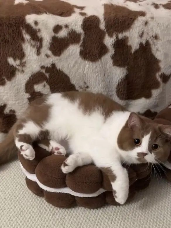 Seung_gwan의 🐱 《포근냥 카페》