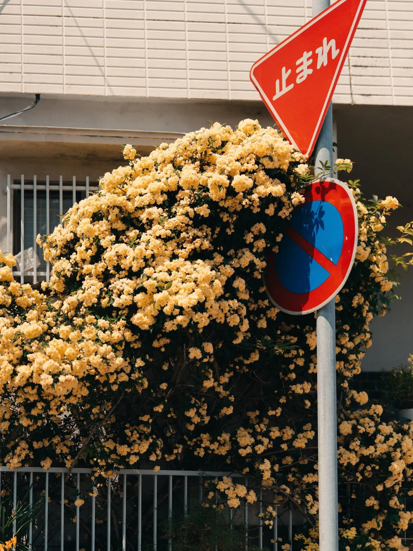 Shinabamorotomo의 転生済！展示されてる彼らに会いに！