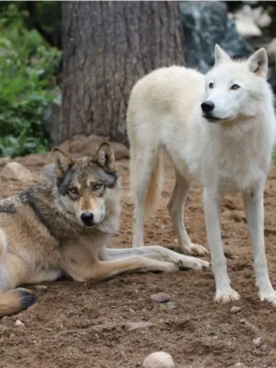 yadanarkin의 Wolves