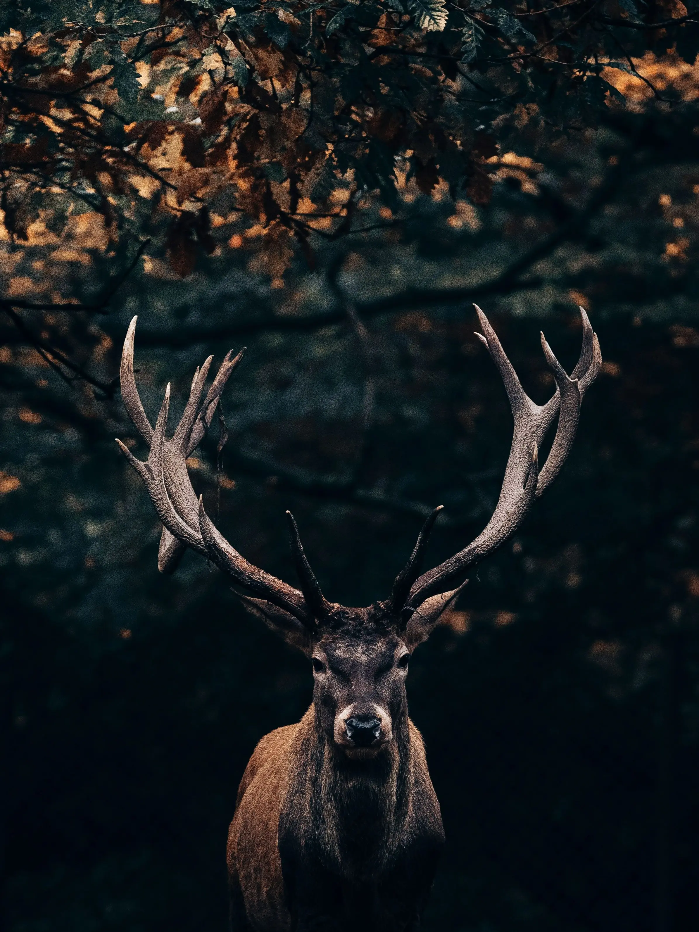 jk7의 🔮 120번째 사슴을 위로해줘