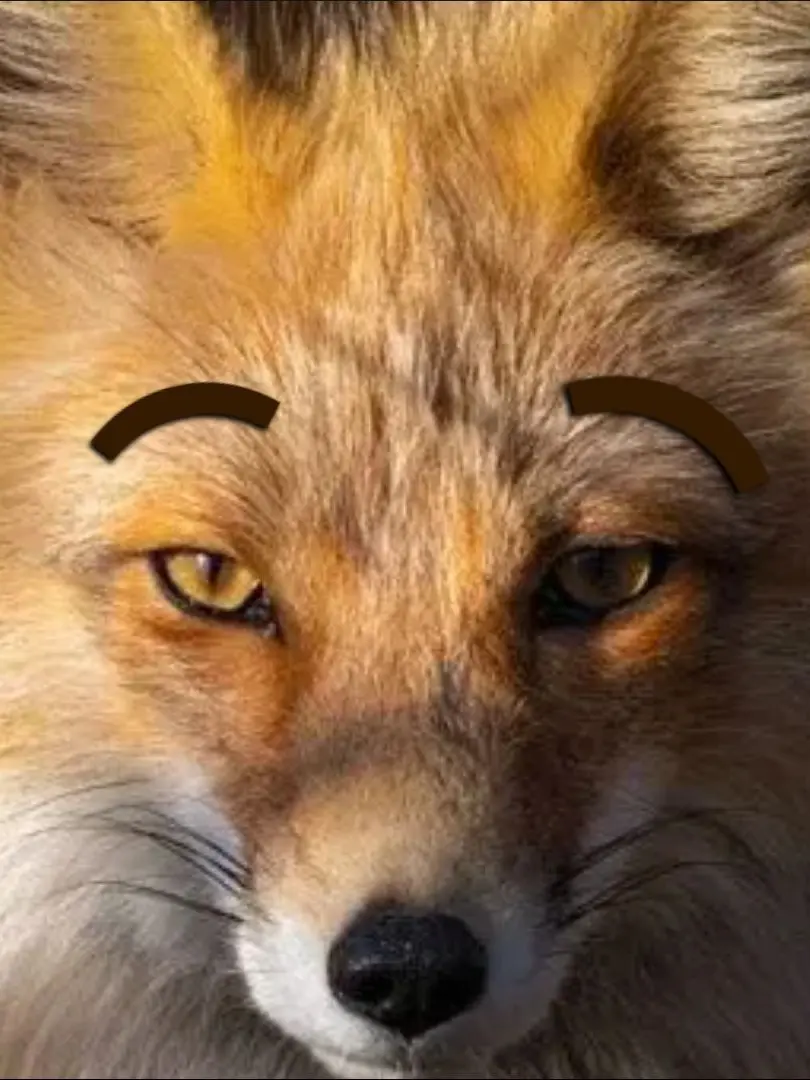 Dark1의 꽥꽥탐험대QNA+여우