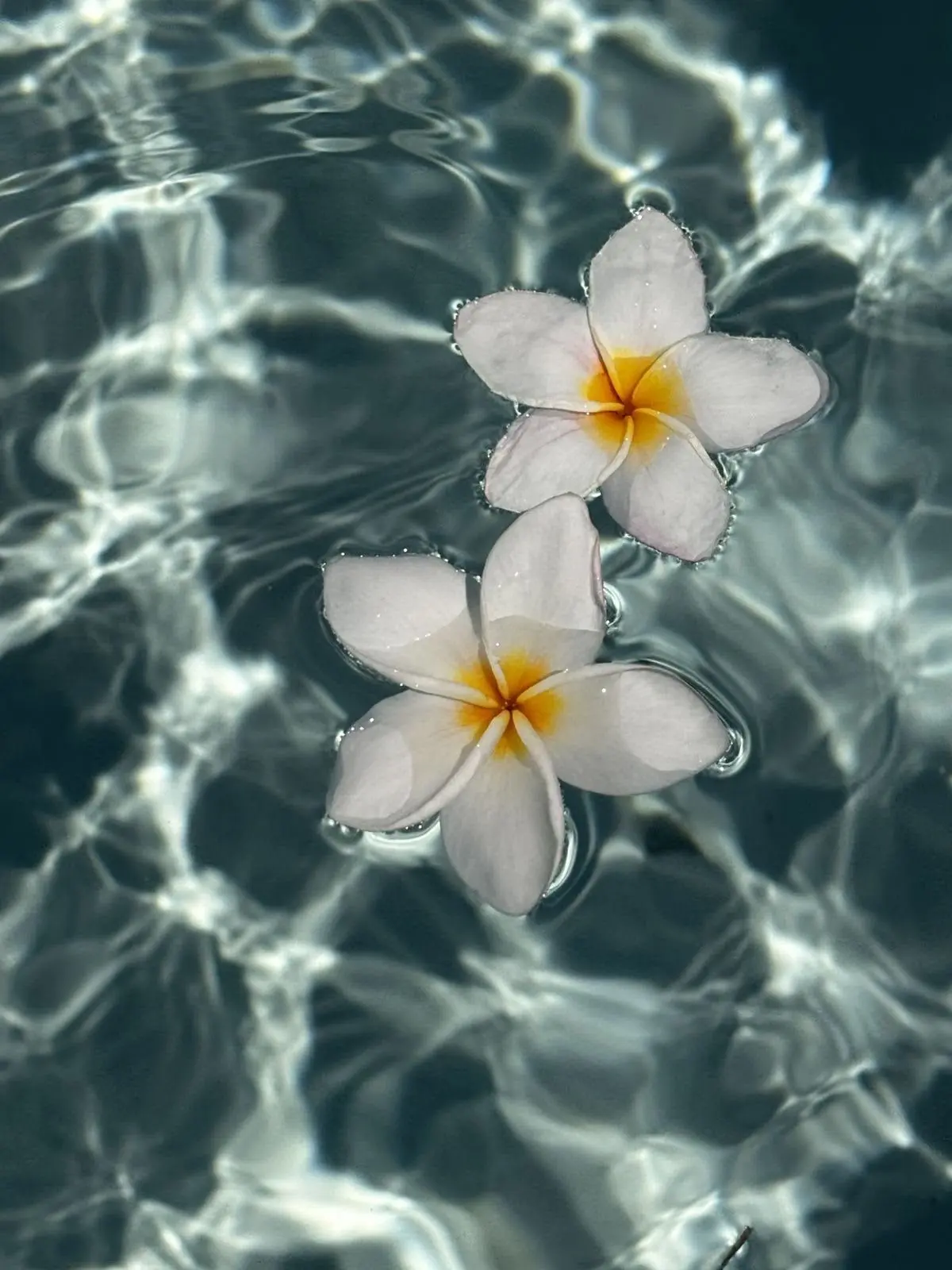 Lotus_yoisho의 Seaside moment．
