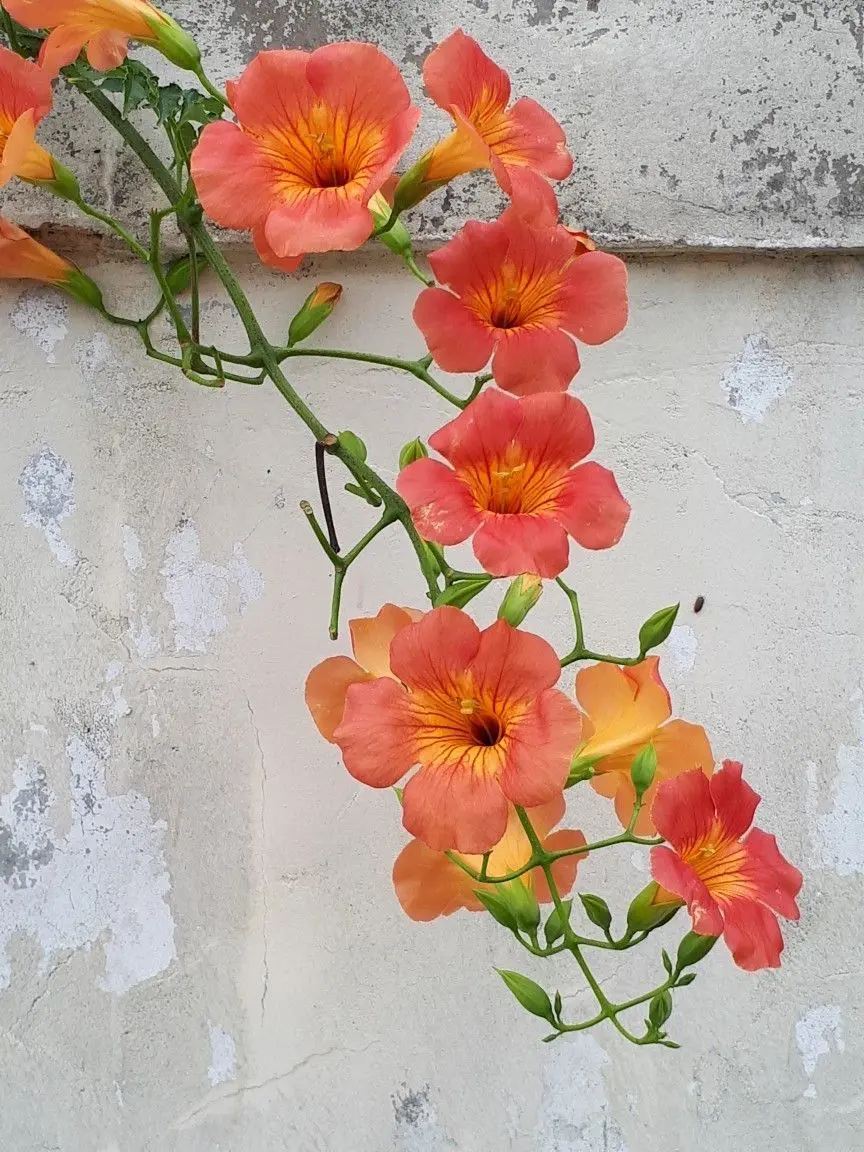 daisekiitosilin의 Summer