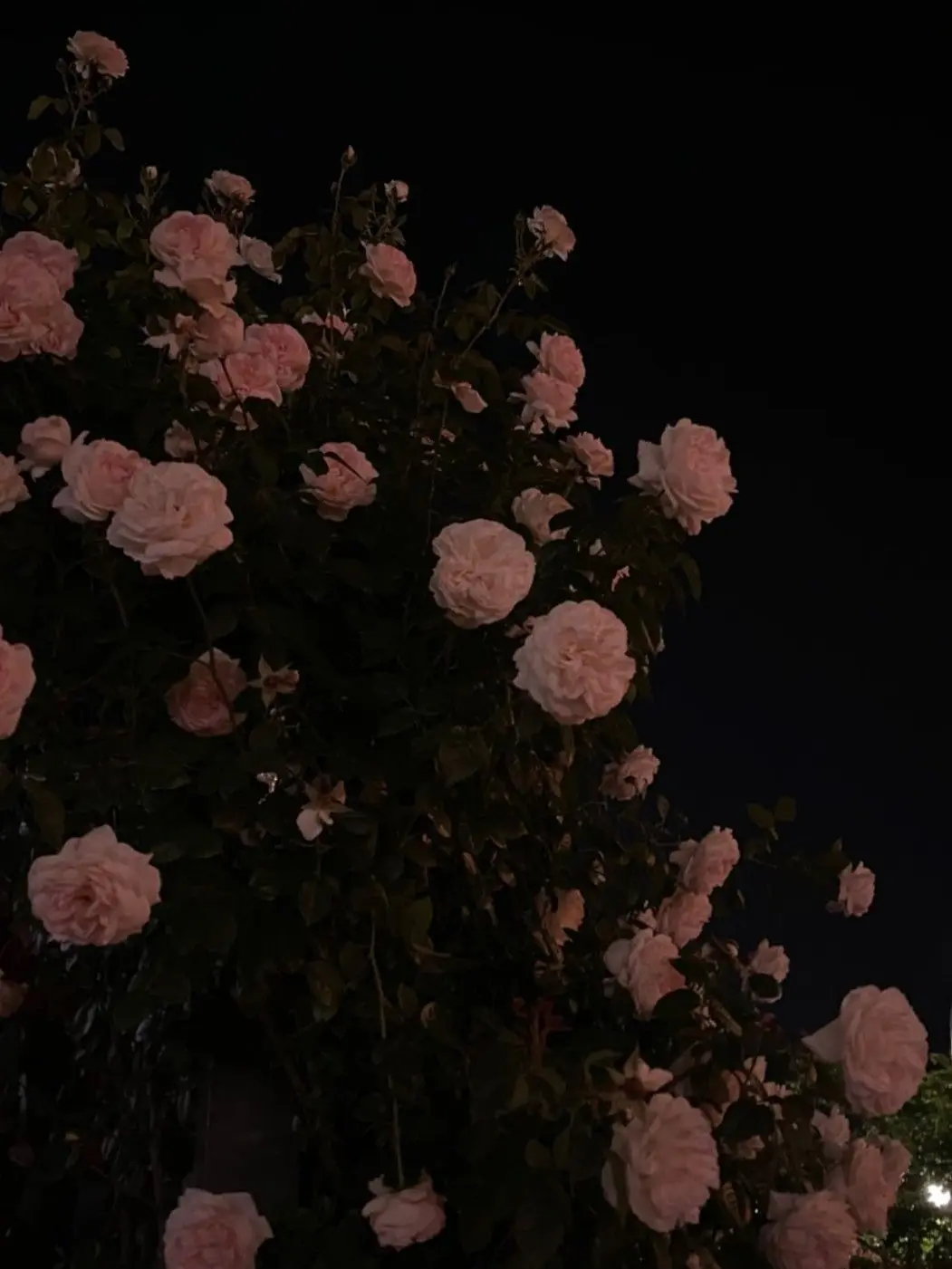 _ho5hi의 ☪︎·̩͙