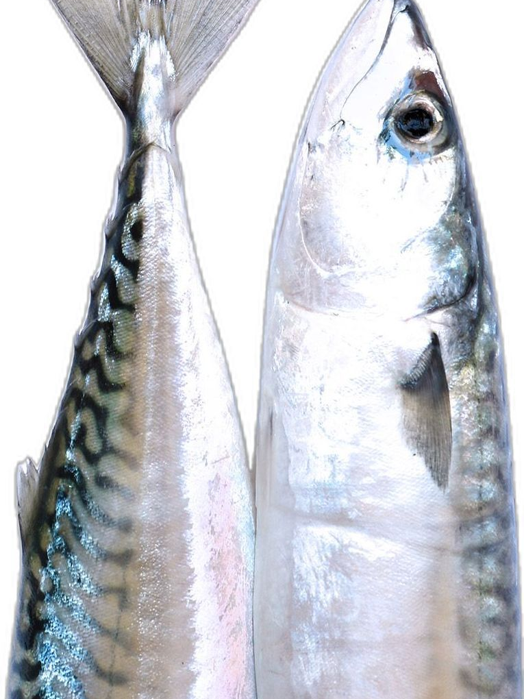 🍽️ 대표 이미지