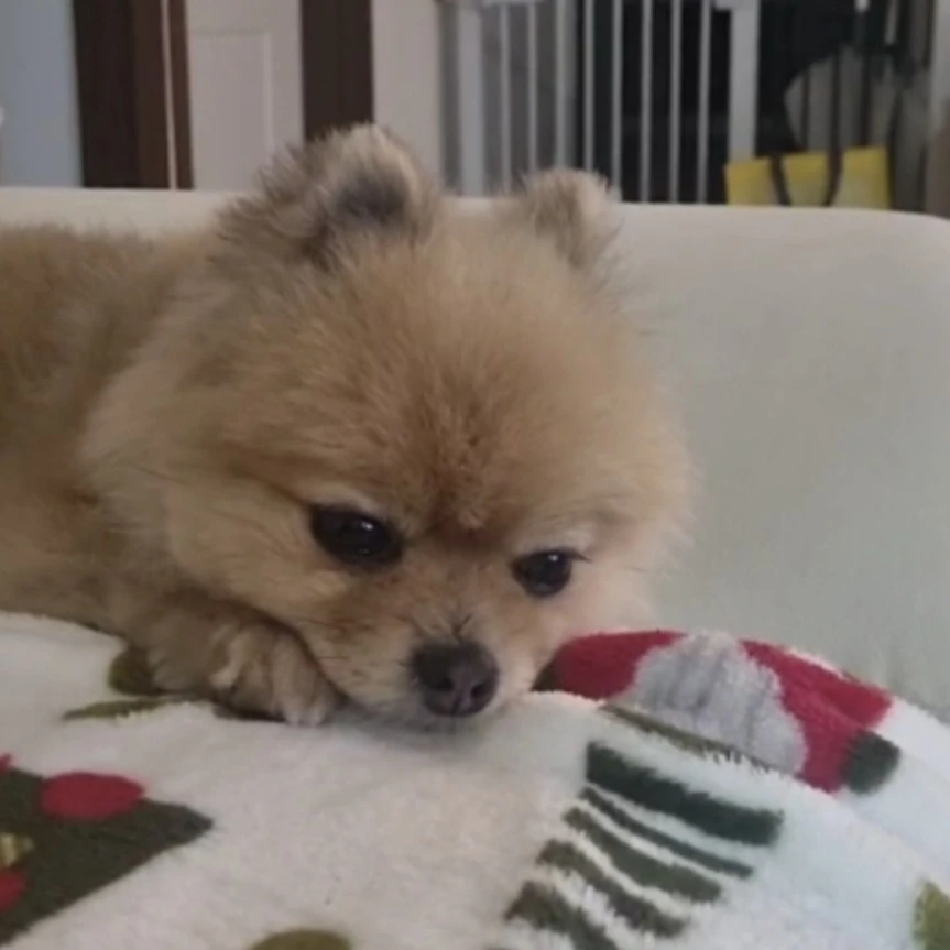 보리