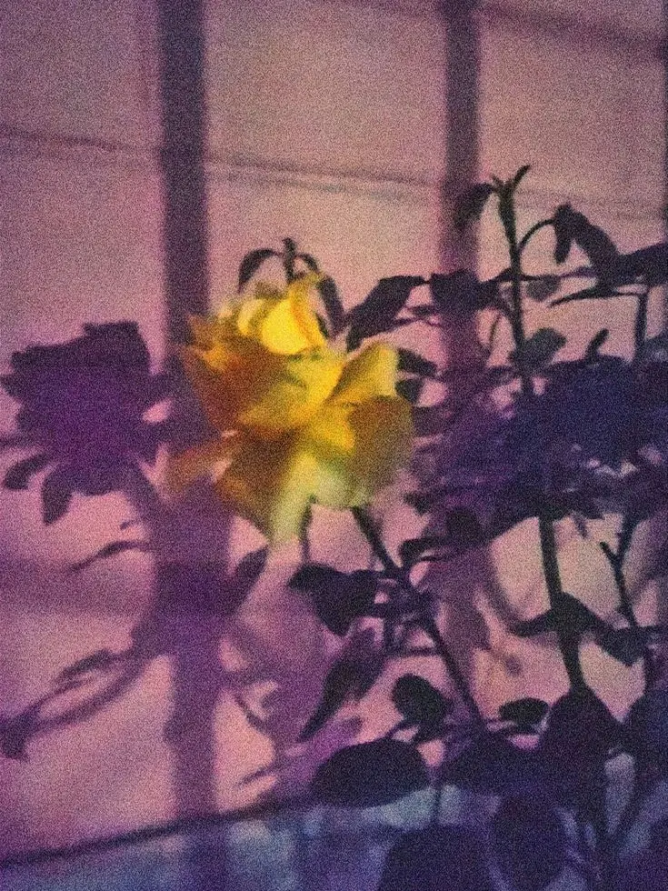Paradise_is_great.의 렌쫌