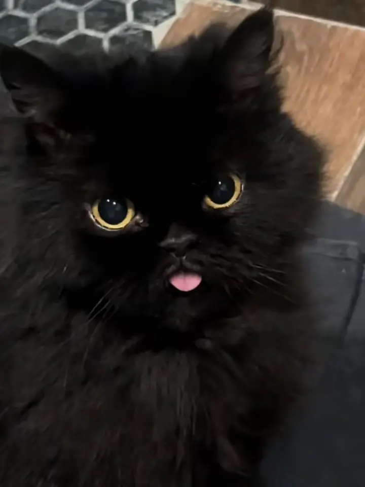 CleverTrill7819의 黒猫