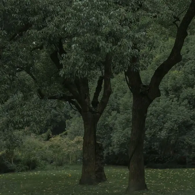 onley_love_Lowell의 숲속의 소리 au