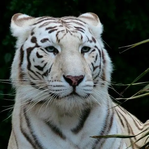 PureMud8717의 白虎の一目惚れ