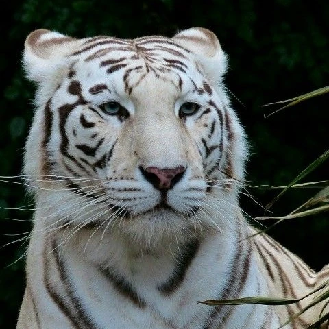 白虎の一目惚れ