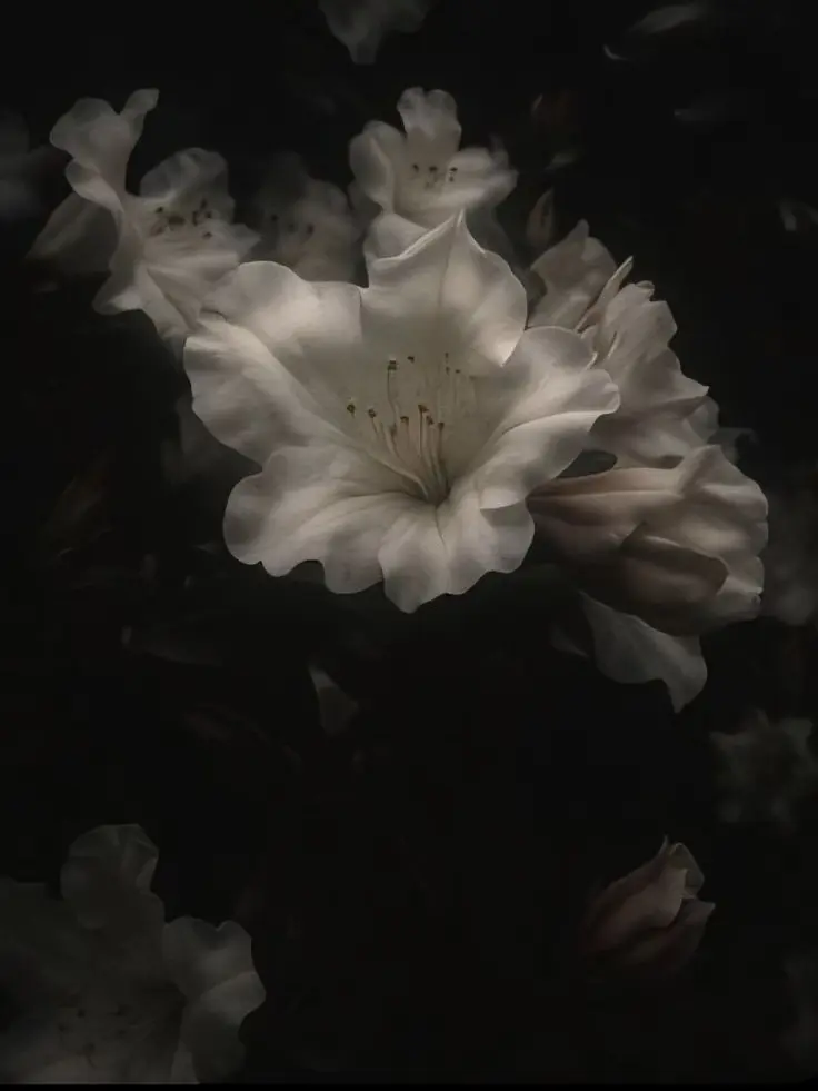 dainyanchu의 俺らの最強の姫