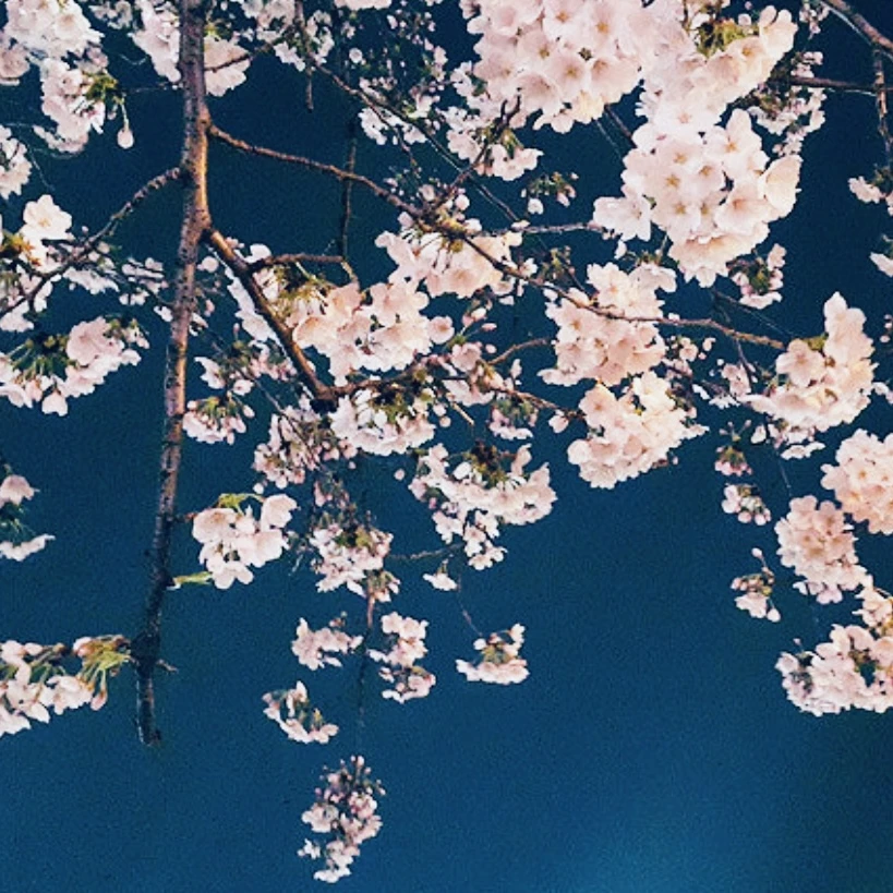 요자쿠라 일가의 대작전