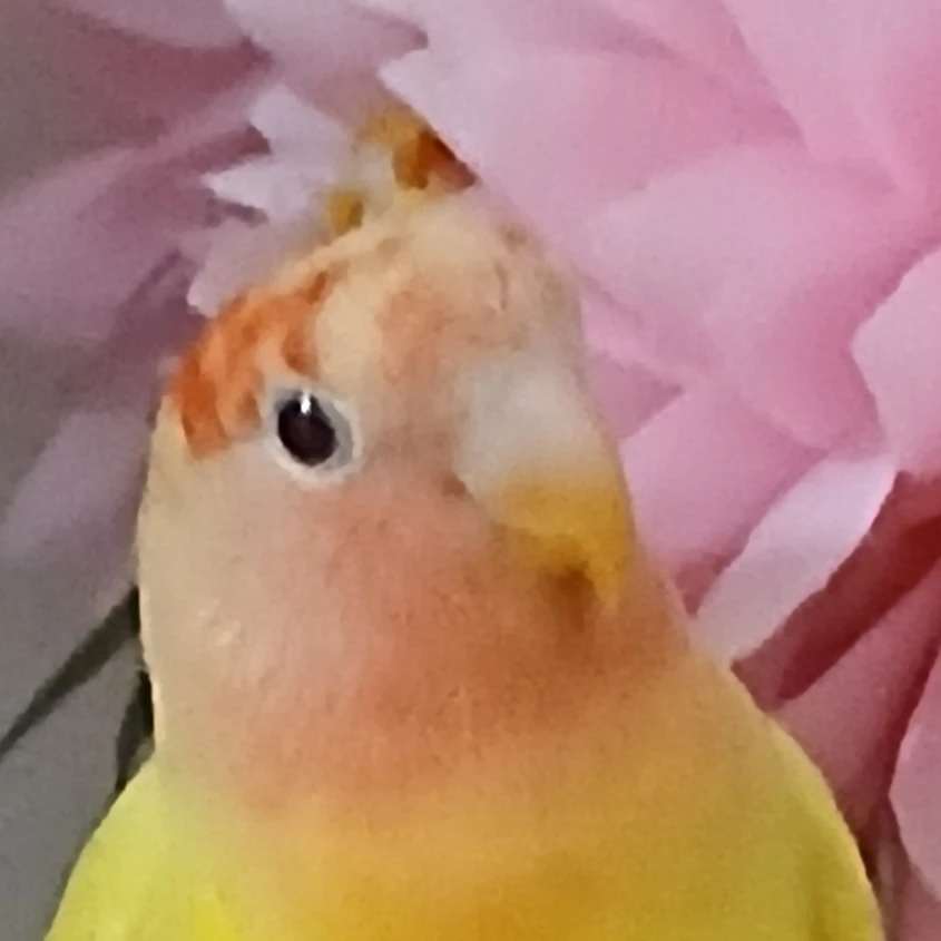 레몬이와 놀아주세요