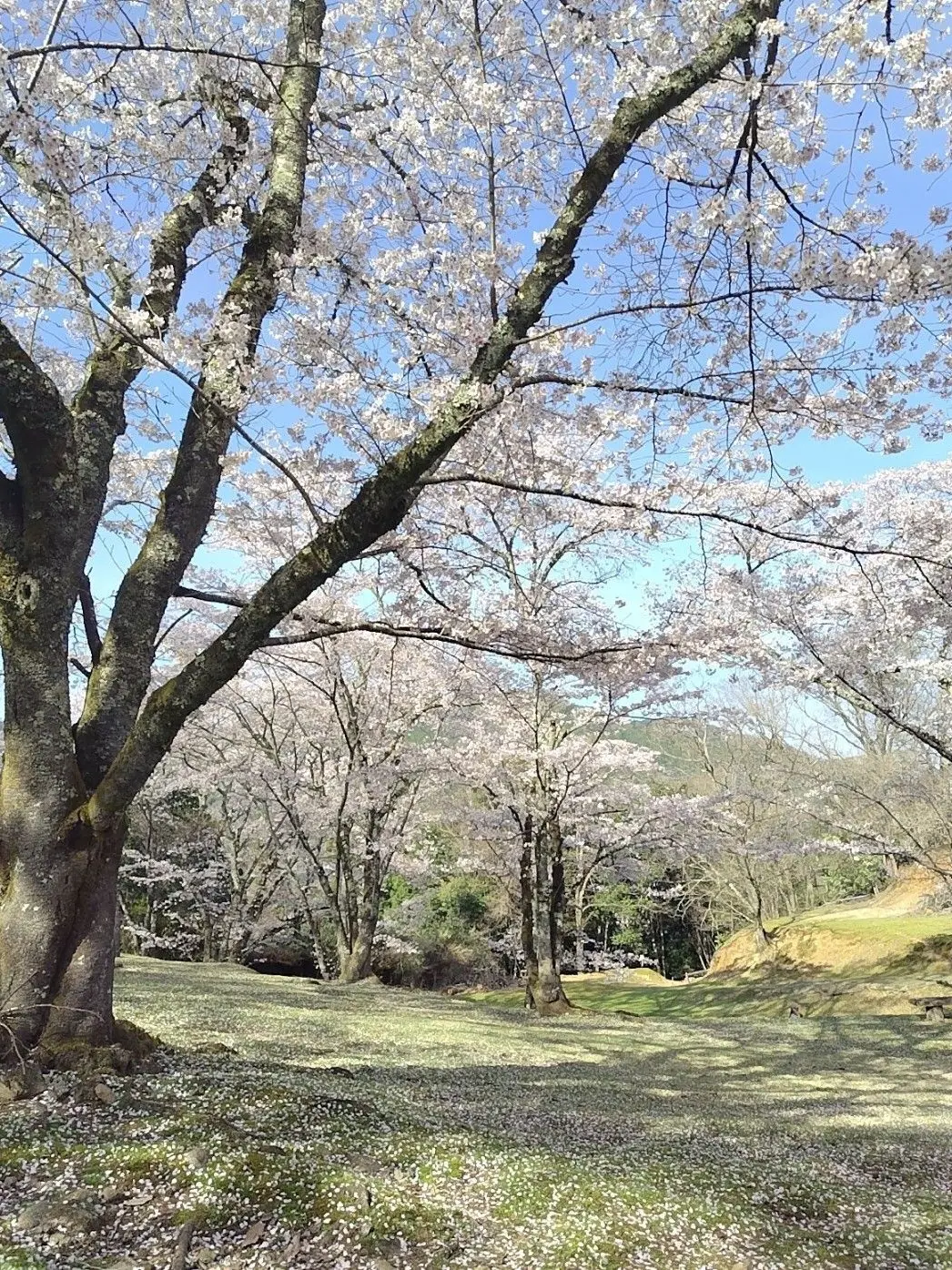 InlandStew4979의 ヤクザの皆様と売られた私