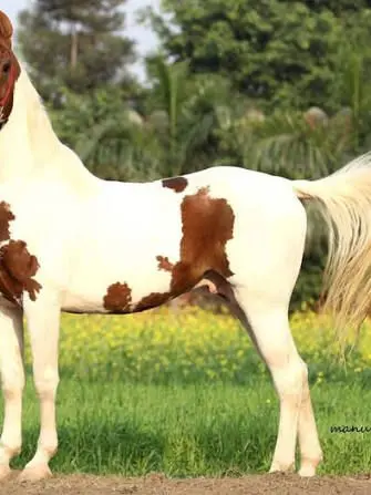 Raji의 Horse herd: marwari herd