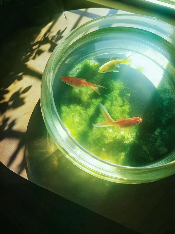 o_oo0의 片思い。