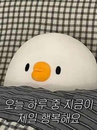 Ducksheep의 duck의 QNA