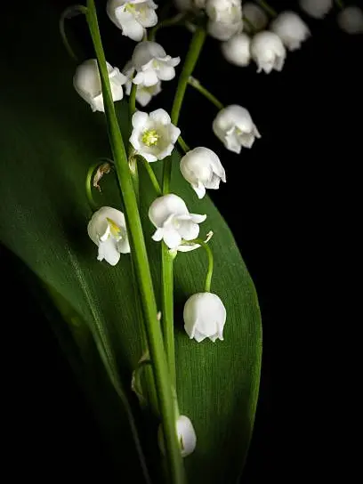 Azuertimelove의 실어증이 있는 내 소꿉친구.