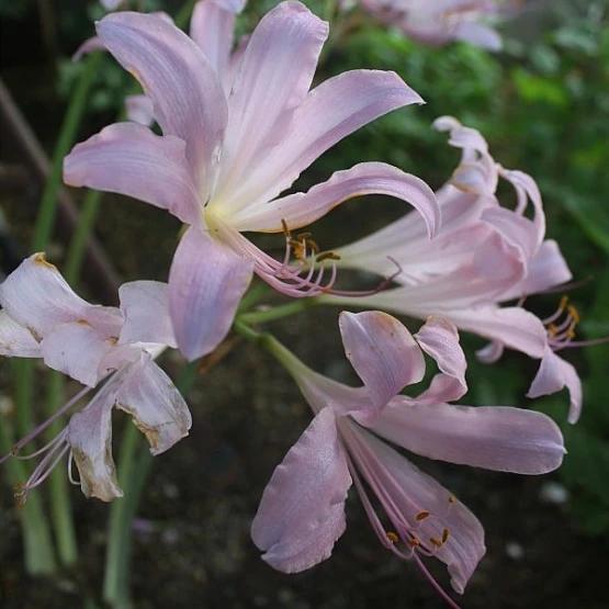 相思花(상사화)